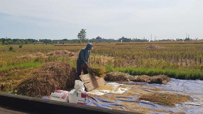 800 Ribu Hektare Lahan Siap Panen, Persiapan Kementan Hadapi El Nino