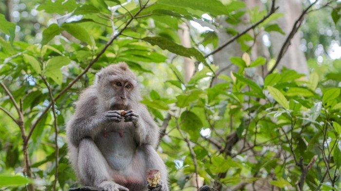 ILUSTRASI monyet - Arti Mimpi Memberi Makan Monyet, Pertanda Akan Dikhianati Orang Terdekat
