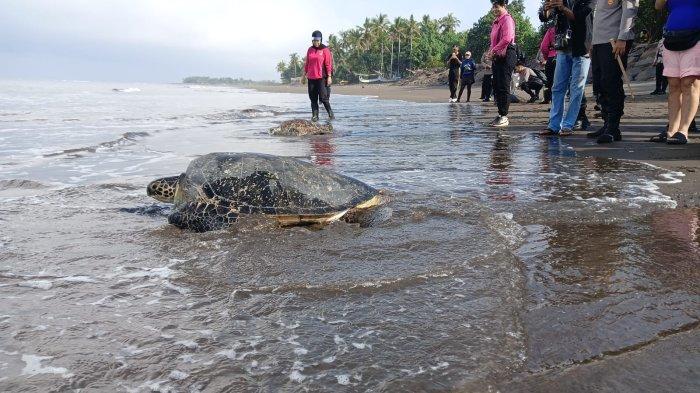  Pelepasan penyu ke habitatnya di pesisir Pantai Perancak, Kecamatan Jembrana, belum lama ini.