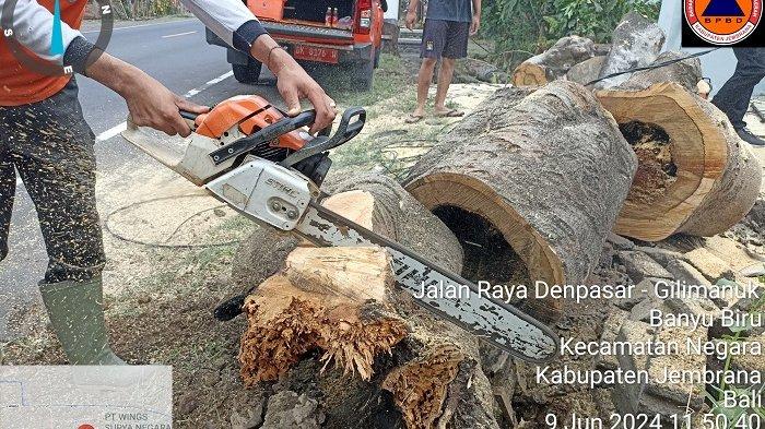 Petugas tim reaksi cepat (TRC) BPBD Jembrana saat lakukan penanganan pohon perindang tumbang di pinggir Jalan Raya Denpasar-Gilimanuk, wilayah Desa Banyubiru, Kecamatan Negara, Jembrana, Minggu 9 Juni 2024.