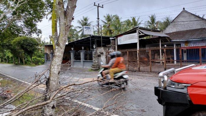 Sebuah pohon tumbang yang sudah ditangani masyarakat dan petugas BPBD Jembrana di jalan umum Desa Tegalbadeng Timur, Kecamatan Negara, Jumat 7 Juni 2024 pagi.