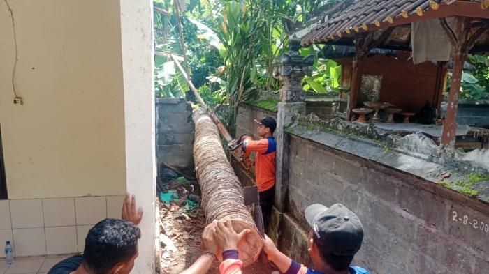Pohon kelapa tumbang timpa rumah warga di Br. Pekarangan, Desa Ngis, Kecamatan Manggis, Jumat (26/4/2024). Petugas BPBD Kab. Karangasem sedang mengevakuasinya.