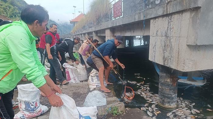 PEMBERSIHAN - Personel dari berbagai unsur, melakukan pembersihan bangkai ikan yang mati di Danau Batur, Kecamatan Kintamani, Bangli, Rabu (16/7).