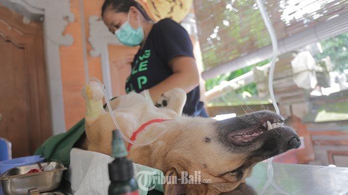 48 Kasus Rabies di Jembrana dari Januari hingga April 2022 - Tribun ...