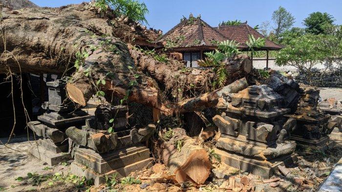 Warga pangempon Pura Dalem Seluwang, Kamis (19/10/2023) hadir untuk bergotong-royong membersihkan puing bangunan palinggih mereka yang hancur akibat tertimpa pohon tumbang.
