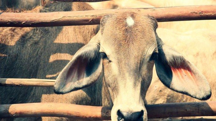 Ilustrasi - Tidak jauh berbeda dengan budaya masyarakat di Bali pada umumnya, tradisi mepatung ini sangat identik dengan kebersamaan dan gotong-royong. Berbagi daging sapi saat Idul Adha. 