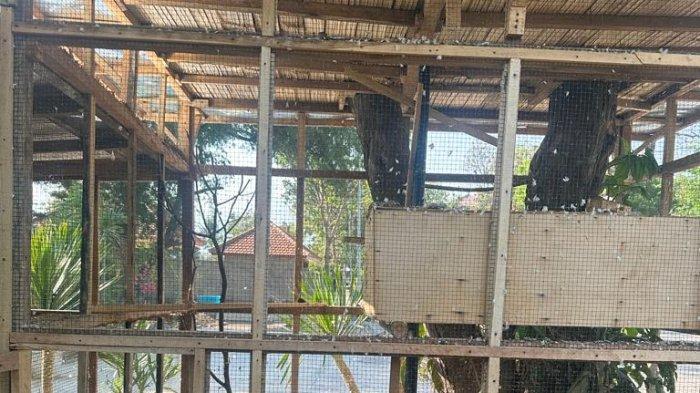 Kandang burung di Setra Desa Adat Buleleng. Puluhan ekor burung raib diduga dicuri.