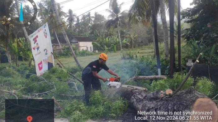 Petugas tim reaksi cepat (TRC) BPBD Jembrana, saat melakukan penanganan peristiwa pohon perindang pinggir jalan raya Denpasar-Gilimanuk tumbang di Jalur Nasional wilayah Banjar Klatakan, Desa/Kecamatan Melaya, Selasa 12 November 2024.