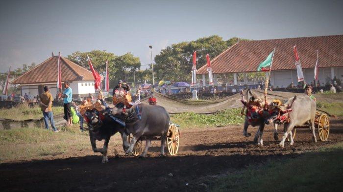 Makepung Bupati Cup 2024, dilaksanakan di Sirkuit All in One di Desa Pengambengan, Kecamatan Negara, Jembrana, Bali, berlangsung sengit dan seru, Minggu 11 Agustus 2024.