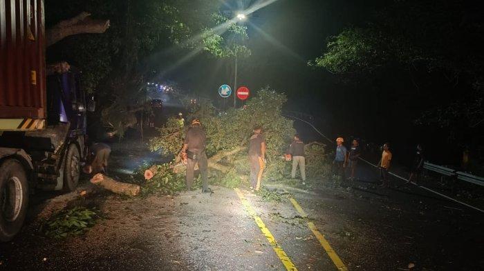 Tragedi pohon tumbang timpa truk tronton di Jalan Denpasar-Gilimanuk.
