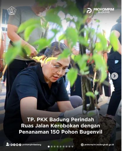 TP. PKK Badung Perindah Ruas Jalan Kerobokan dengan Penanaman 150 Pohon Bugenvil