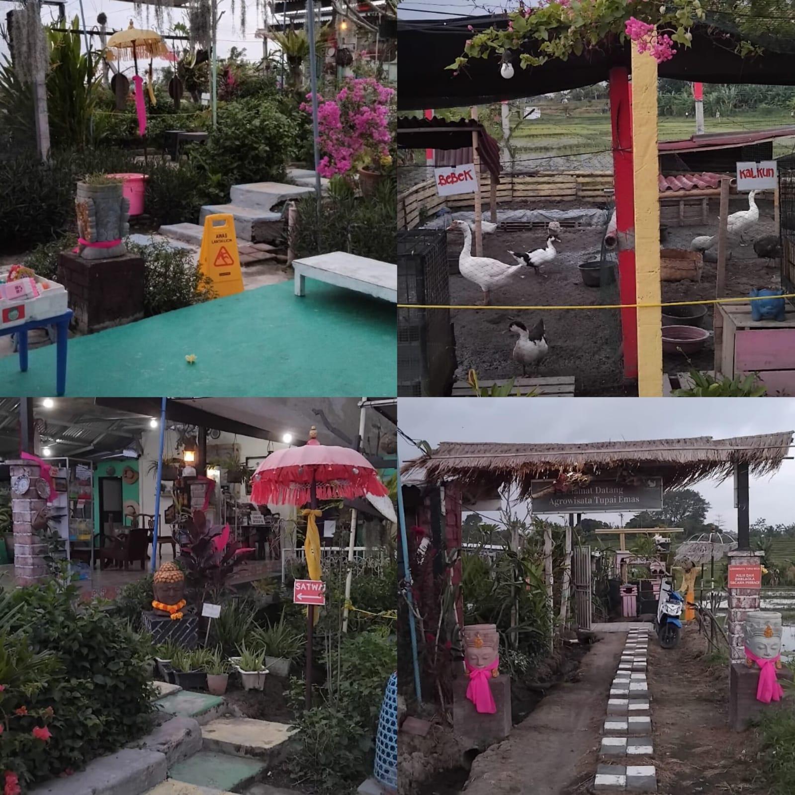 Agrowisata Tupai Emas di Denpasar Utara, Bali - Menggali Pesona Agrowisata Tupai Emas: Hidden Gem di Denpasar Utara Bali
