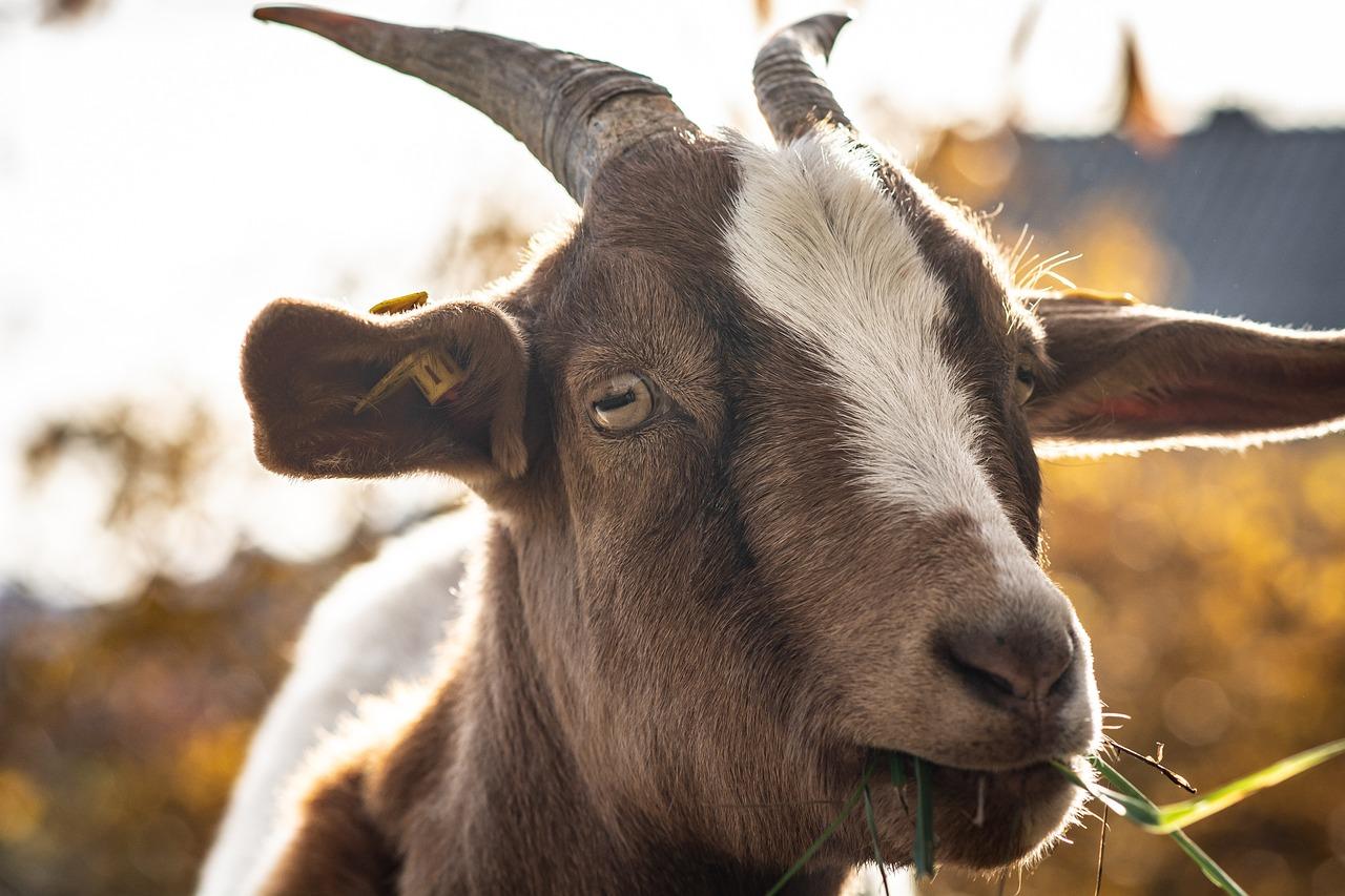 Ilustrasi kambing - Arti Mimpi Melihat Kambing Makan Rumput, Pertanda Dapat Pekerjaan Yang Lebih Baik