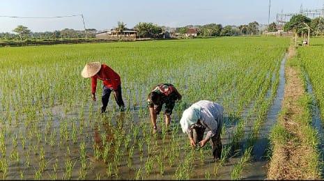 Babinsa Mendoyo Dauh Tukad, Serda Suwardi saat ikut berbaur bersama petani untuk melaksanakan kegiatan mejukut di Subak Babakan di Kecamatan Mendoyo, Jembrana, Jumat 5 Juli 2024 - Pemerintah Kejar Target Program Perluasan Areal Tanam, Babinsa Bantu Petani Mejukut di Jembrana