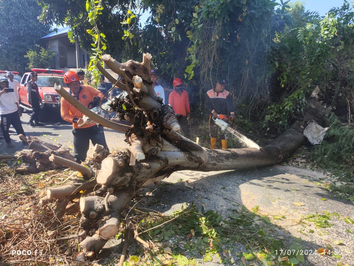 Petugas BPBD Buleleng saat mengevakuasi material pohon tumbang - Angin Kencang Di Buleleng Akibatkan Pohon Tumbang, Timpa Mobil Warga Yang Sedang Melintas