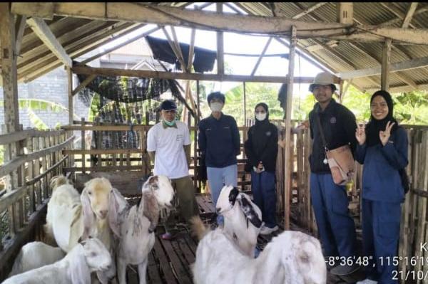 Petugas Distanak Gianyar, Bali saat memantau ternak kambing di Gianyar - Peternak Kambing Di Gianyar Masih Minim, Banyak Dedaunan Tak Tersentuh