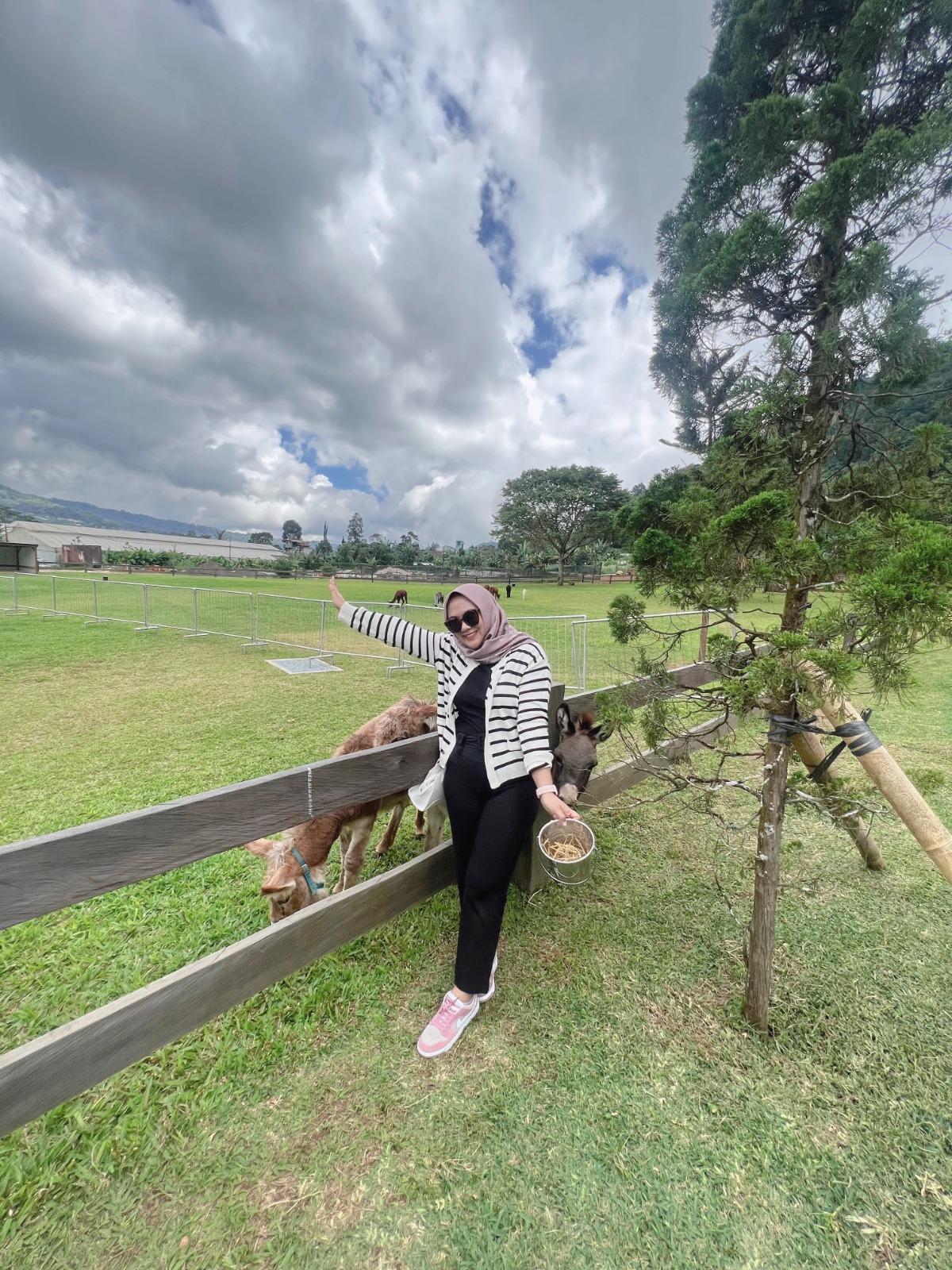 Bali Farm House merupakan tempat wisata pertama dan satu-satunya yang memiliki Alpaca di Bali - Bali Farm House Bedugul Bali, Satu-satunya Tempat Wisata yang Miliki Alpaca di Bali
