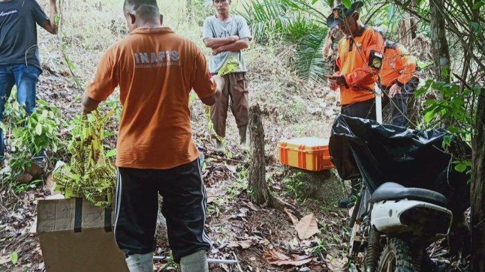 Proses evakuasi tulang belulang diduga milik Trimo di kawasan bukit jalan A Desa Lubuk Pabrik, Bangka Tengah, Senin (10/7/2023) siang.