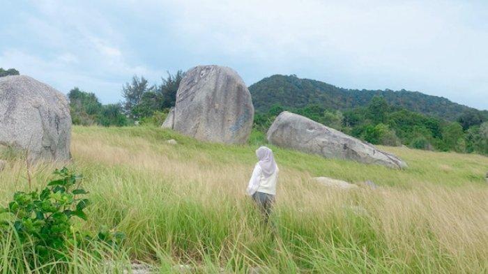 Hamparan rumput ilalang di Pantai Tanjung Berikat.