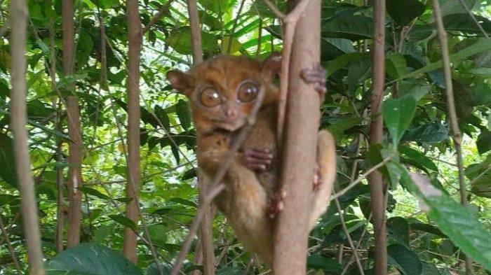 Mentilin, hewan endemik Pulau Babel saat ditemukan di Hutan Pelawan Desa Namang, Kecamatan Namang, Bangka Tengah beberapa waktu lalu.