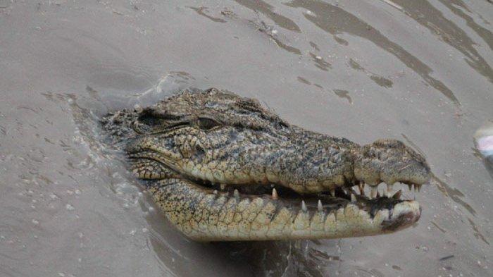 Buaya empat meter muncul di Kolong Kepuh, Bacang Pangkalpinang. 