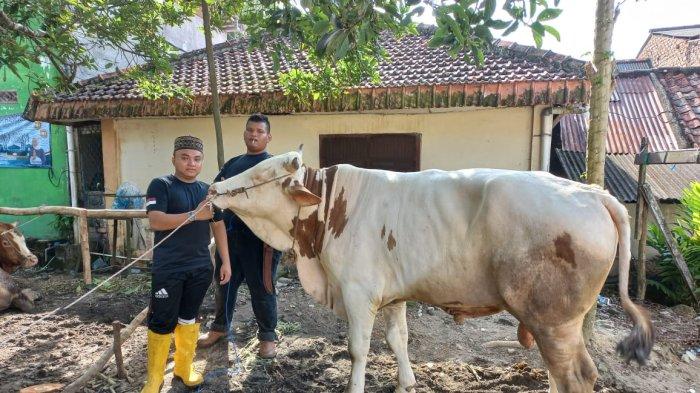 Pengusaha muda (pemuda), Hari Hadiyansyah (23) beserta keluarga, warga Senanghati Kecamatan Sungailiat Kabupaten Bangka melaksanakan penyembelihan hewan kurban 5 ekor sapi jenis Limosin di Surau Al Muthma'inah Sungailiat (samping Polsek Sungailiat), Senin (11/07/2022).