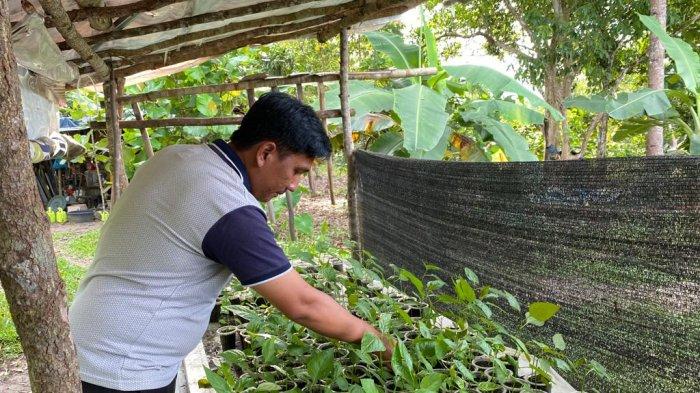 Ilustrasi foto seorang petani cabai di Bangka Tengah saat memeriksa bibit cabai miliknya yang akan ditanam dikemudian hari. Foto diambil Selasa (2/8/2022) sore.
