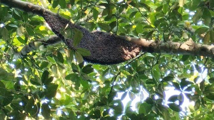 Salah satu sarang lebah penghasil honey bitter yang ditemukan di Hutan Pelawan Desa Namang beberapa waktu lalu.