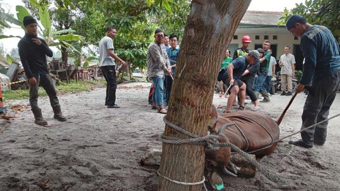 Direktur Operasional PT MSP An Sudarno bersama karyawan PT MSP berfoto bersama sebelum menyembelih sapi kurban, Kamis (29/6/2023).
