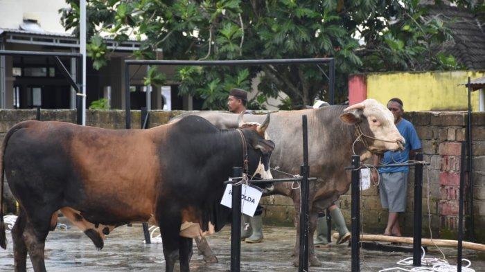 Penyerahan hewan Kurban keluarga besar Polda Bangka Belitung diserahkan langsung oleh Kapolda Bangka Belitung, Irjen Pol Yan Sultra, kepada panitia Hewan Kurban Polda Bangka Belitung, pada Kamis (29/6/2023).