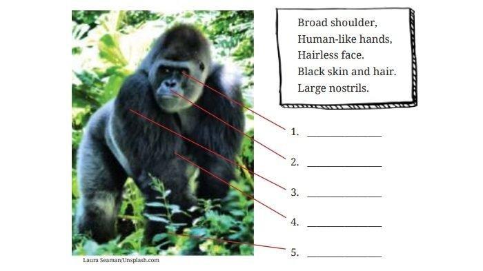 Match the picture and the physical appearances of gorillas and orangutans