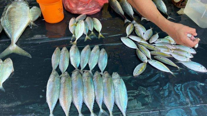 Ilustrasi foto ikan ciu yang dijual di pasar di Pangkalpinang, Rabu (25/10/2023)
