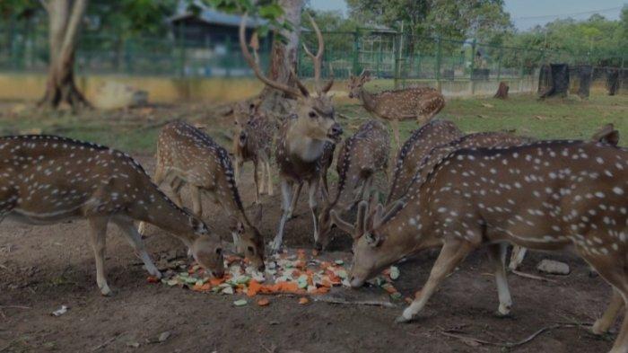 Upaya pelestarian dan rehabilitasi satwa Rusa yang dilakukan PT Timah Tbk di Kundur Park.