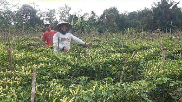 Kebun cabai milik petani lokal di daerah Tuatunu, Pangkalpinang. Foto diambil Jumat (3/11/2023).