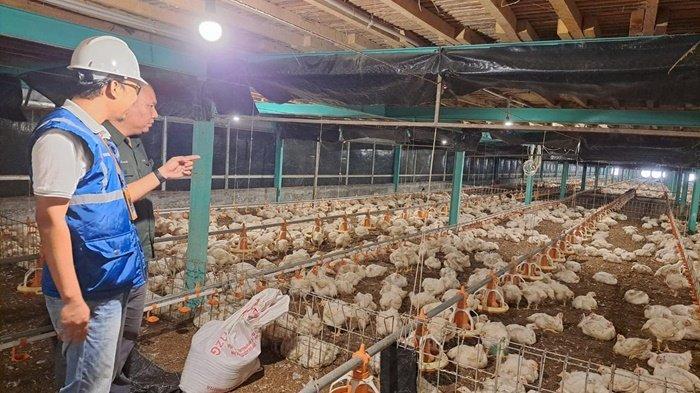 Usaha pembibitan ayam di Muara Enim, Sumatera Selatan jadi salah satu pelanggan program Electrifying Agriculture yang digagas PLN. Dengan meningkatkan penggunaan peralatan listrik, usaha tersebut bisa meningkatkan kapasitas produksi hingga 12 persen. Dari yang sebelumnya hanya 130-140 ribu butir telur per hari, menjadi di atas 150 ribu butir telur per hari.