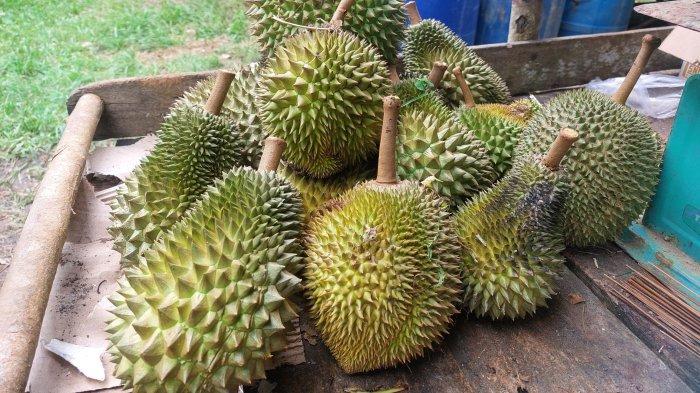 Nurhulis (51) warga Desa Air Belo, Kecamatan Mentok, Bangka Barat, pada Sabtu (13/1/2024) siang, menunjukkan berbagai jenis durian yang ditanam di kebun miliknya, seperti ST Kalamunod, Namlung hingga durian lainnya.