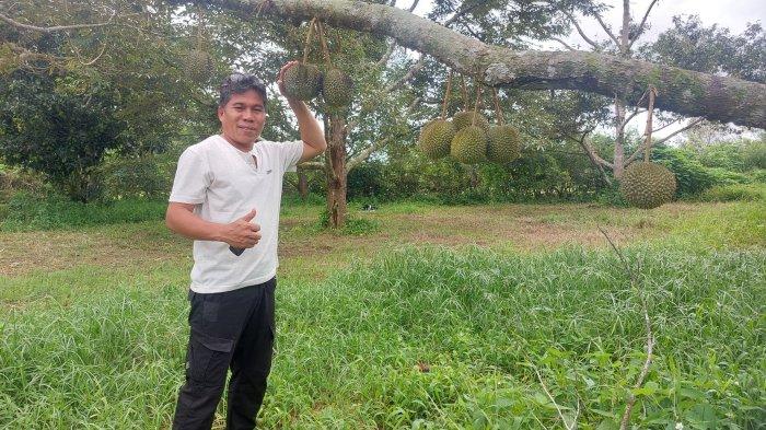 Nurhulis (51) warga Desa Air Belo, Kecamatan Mentok, Bangka Barat, pada Sabtu (13/1/2024) siang, menunjukkan berbagai jenis durian yang ditanam di kebun miliknya, seperti ST Kalamunod, Namlung hingga durian lainnya.