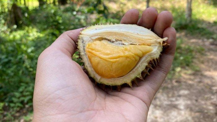 Buah durian Setra Manis yang dihasilkan pohon durian berusia ratusan tahun di Dusun 3, Desa Kota Kapur, Kecamatan Mendobarat, Kabupaten Bangka. Foto diambil Selasa (23/1/2024).