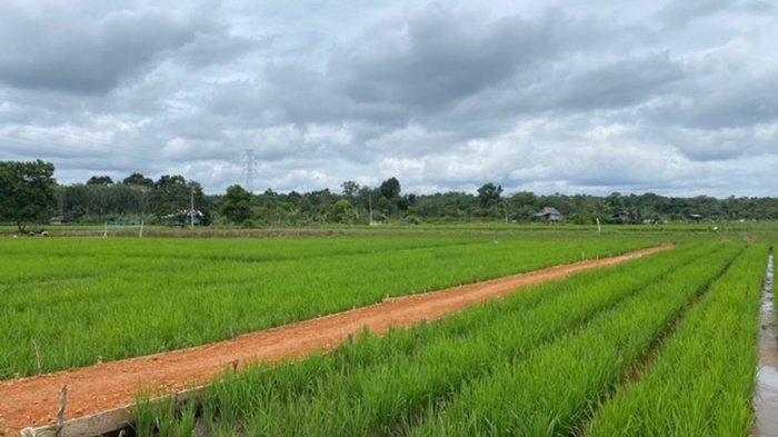 Hamparan persawahan Desa Namang yang ditanami padi organik.