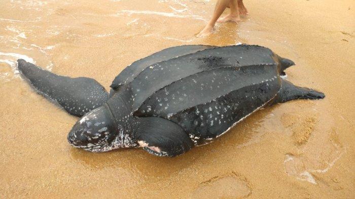 Seekor Penyu Belimbing terdampar di Pesisir Pantai Tanjung Ular, Desa Air Putih, Kecamatan Mentok, Kabupaten Bangka Barat, Provinsi Bangka Beliting, pada Senin (11/3/2024) sore.