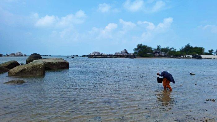 Kawasan Pantai Mentigi, Desa Teluk Limau, Kecamatan Parittiga, Kabupaten Bangka Barat. Tampak seorang warga mencari kerang di Pantai Mentigi. Foto diambil pada Kamis (21/3/2024).