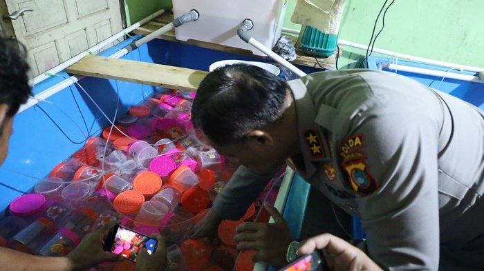 Kapolda Kepulauan Babel Irjen Pol Tornagogo Sihombing saat berada di TKP penyelundupan benih lobster, Kamis (16/05/2024)