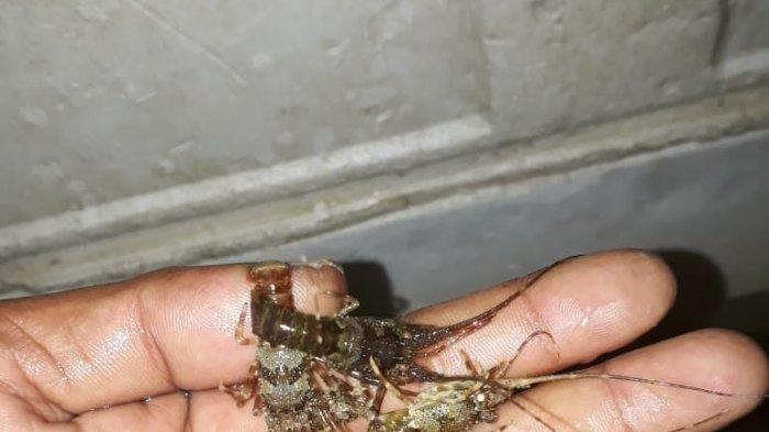 Foto Ilustrasi benih lobster berumur sekitar satu bulan