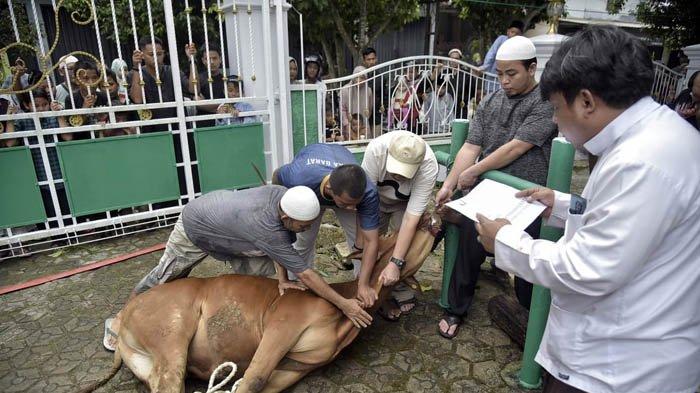 Bupati Bangka Barat, Sukirman, meninjau langsung proses pemotongan hewan kurban di Masjid al-Mujahidin Kampung Ulu Mentok, Kabupaten Bangka Barat, Senin (17/6/2024).