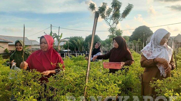 Sejumlah ibu-ibu yang tergabung dalam kelompok tani di Desa Rias saat melakukan panen sejumlah cabai beberapa waktu lalu. Pemerintah setempat mendorong masyarakat untuk menggalakan program ketahanan pangan.