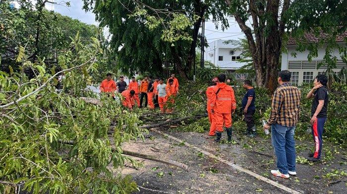 BPDB Pangkalpinang saat melakukan proses evakuasi terhadap pohon tumbang, di depan PN Pangkalpinang.