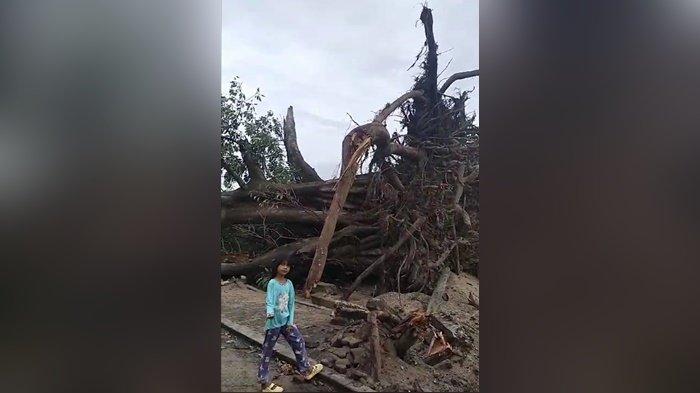Pohon beringin tua lambang Desa Pulau Gersik tumbang diterjang angin puting beliung pada Minggu (29/9/2024).