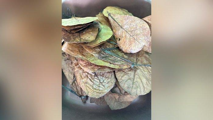 PT Central Charcoal Babelindo (PT CCB) saat akan memgekspor daun kering.