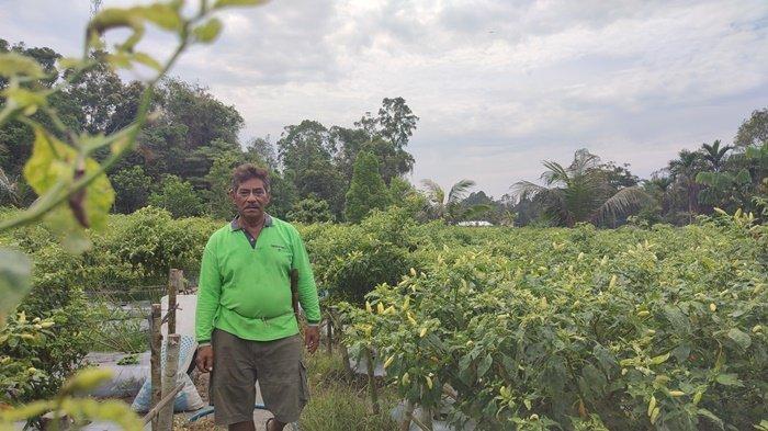 Mantan Bupati Belitung Sahani Saleh alias Sanem saat berada di kebun miliknya di Desa Air Seruk, Kecamatan Sijuk, Jumat (15/11/2024).