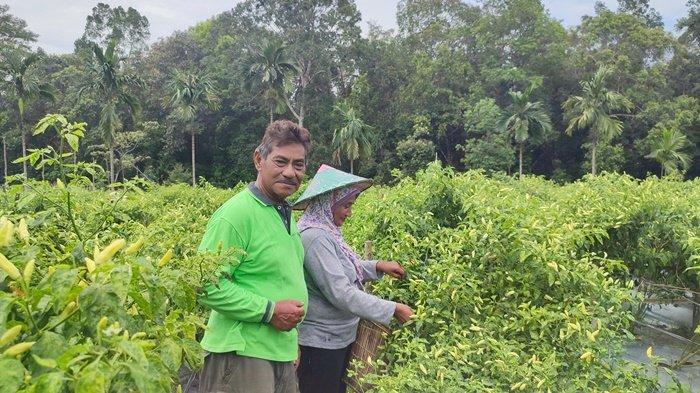 Mantan Bupati Belitung Sahani Saleh alias Sanem saat berada di kebun miliknya di Desa Air Seruk, Kecamatan Sijuk, Jumat (15/11/2024).